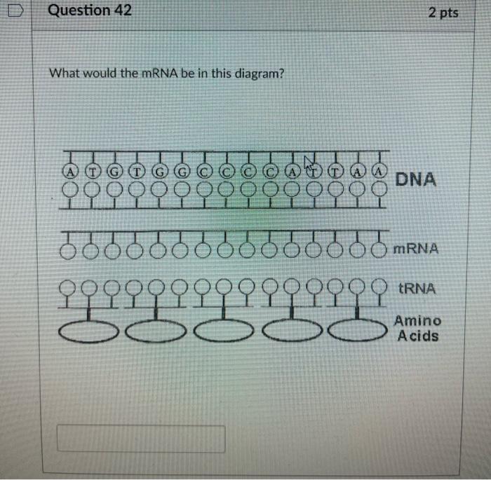 Solved What Would The MRNA Be In This Diagram Chegg Com   Image