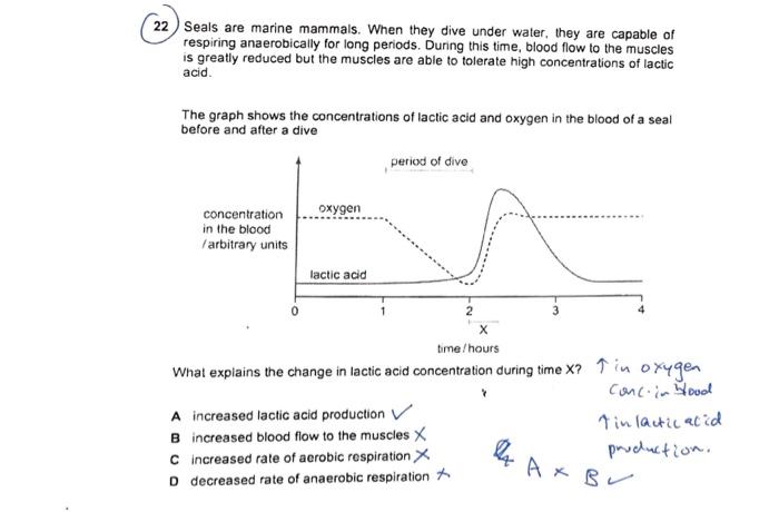 Solved why does increased blood flow to muscles lead to | Chegg.com
