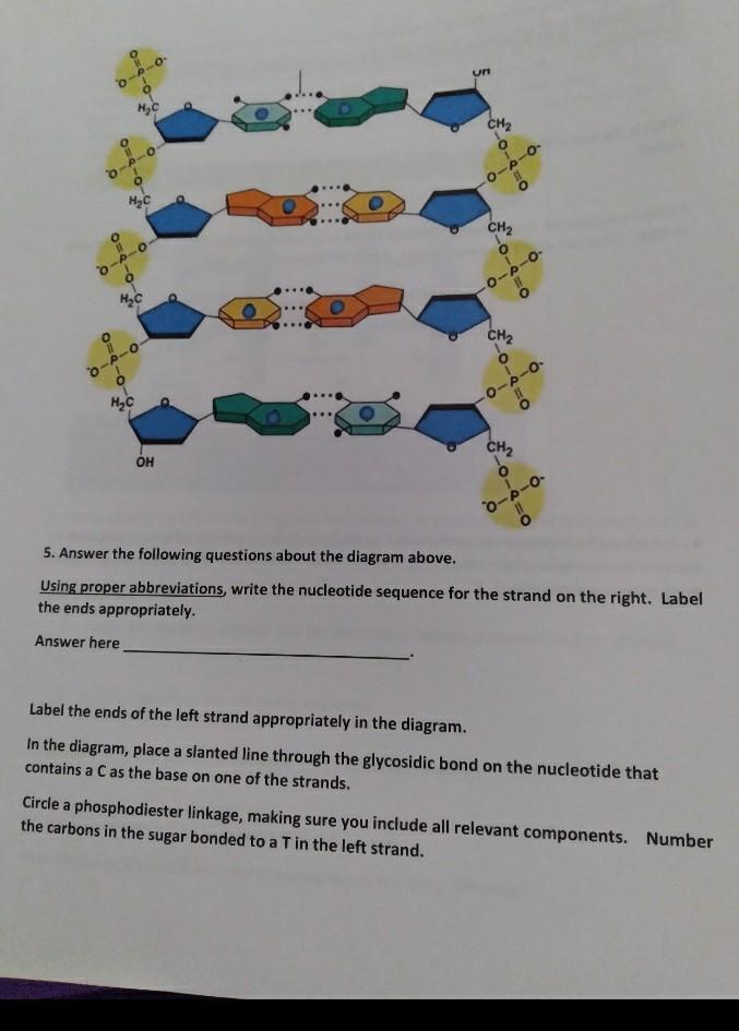 Solved 4 A Nucleoside Triphosphate Containing T As The B Chegg Com