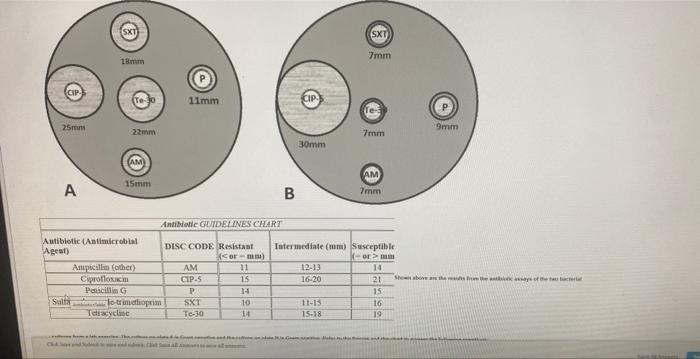 Solved 1.cultures On Both Plate A And Plate B Are Resistant | Chegg.com