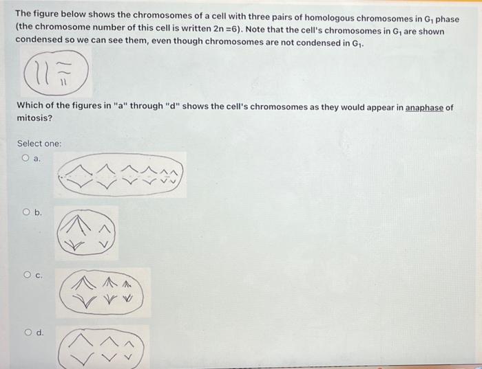 Solved The figure below shows the chromosomes of a cell with | Chegg.com