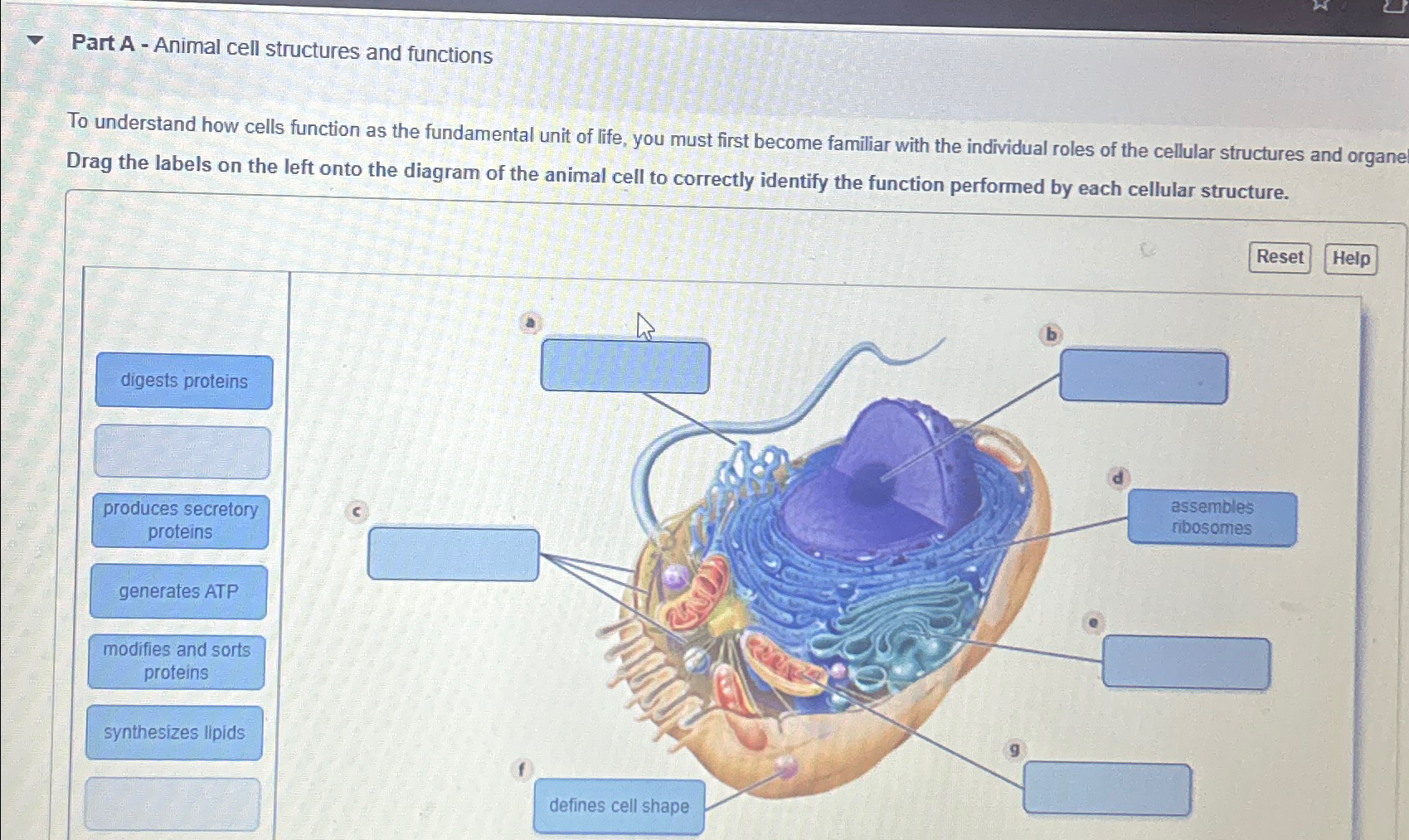 Solved Part A - ﻿Animal cell structures and functionsTo | Chegg.com