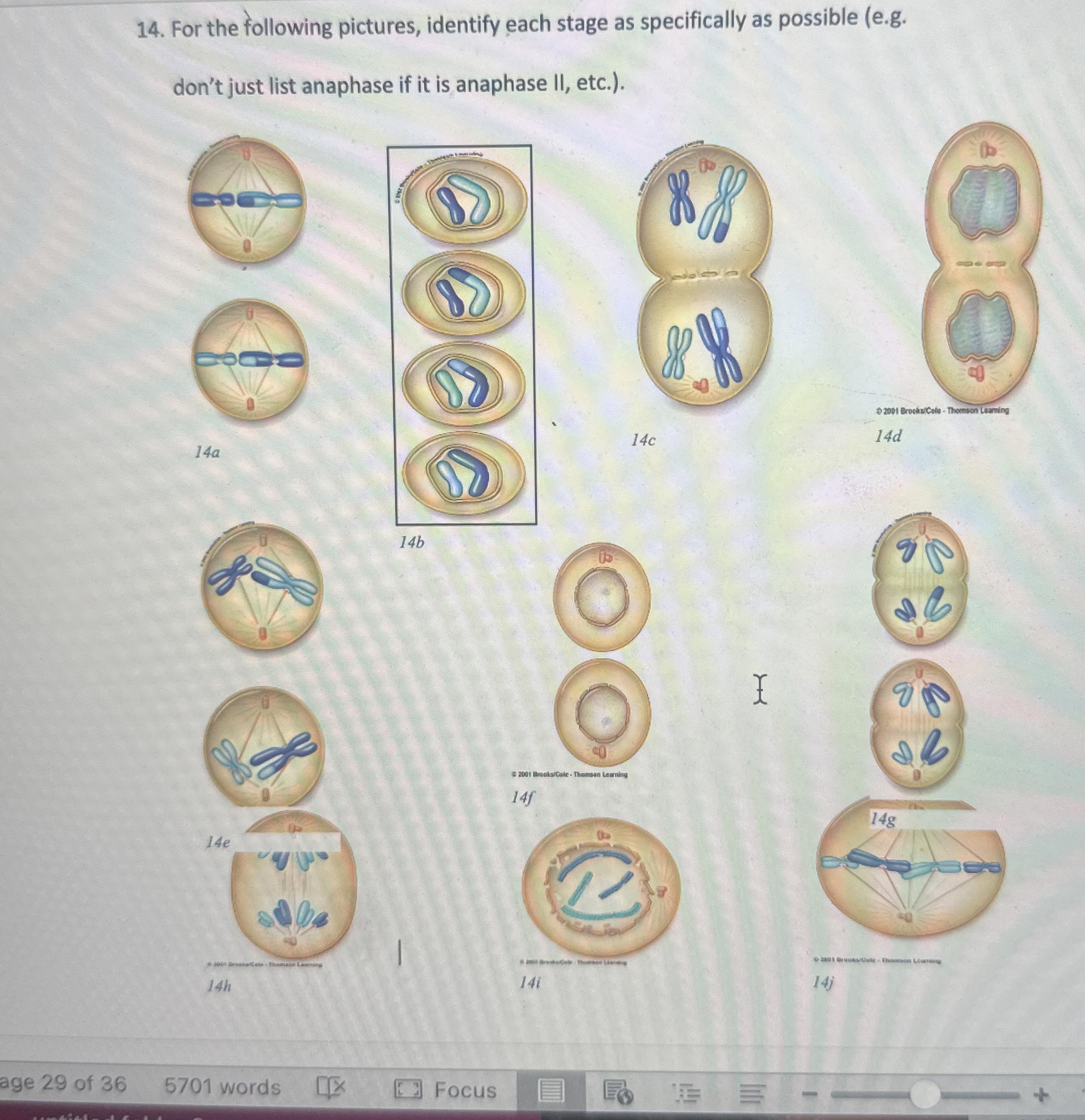 Solved For the following pictures, identify each stage as | Chegg.com