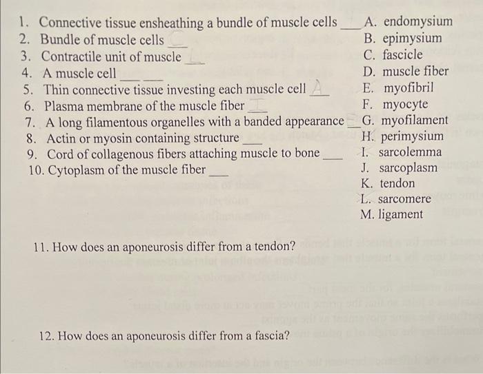 Solved 1. Connective tissue ensheathing a bundle of muscle