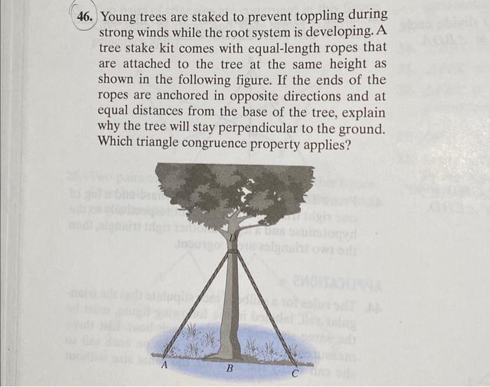 Solved 46. Young trees are staked to prevent toppling during | Chegg.com