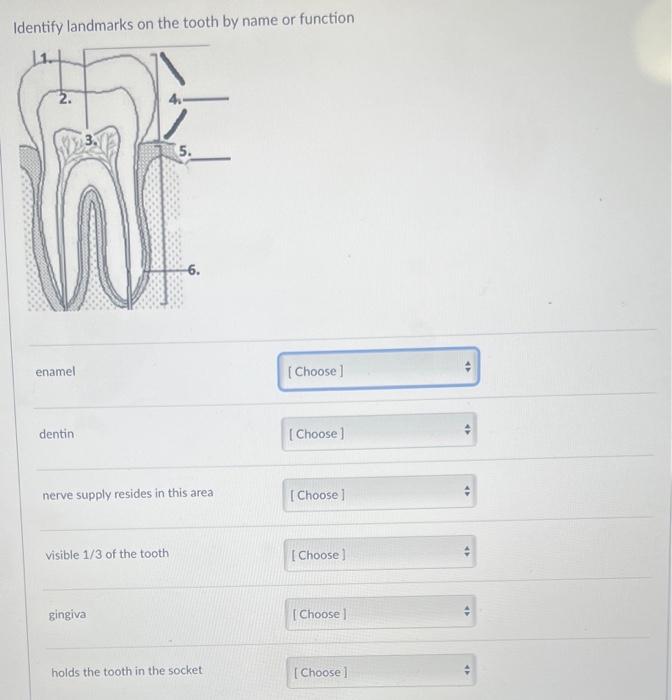 Identify landmarks on the tooth by name or function
enamel
dentin.
nerve supply resides in this area
visible \( 1 / 3 \) of t