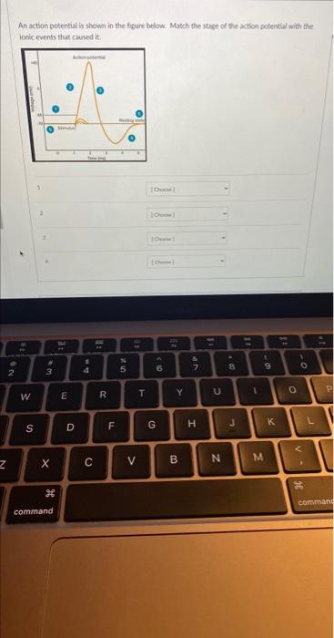 Solved An Action Potential Is Shown In The Figure Below. | Chegg.com