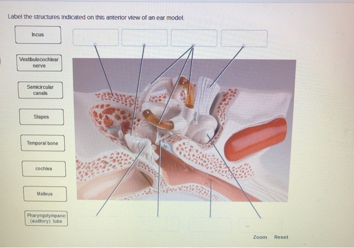 vestibulocochlear nerve model