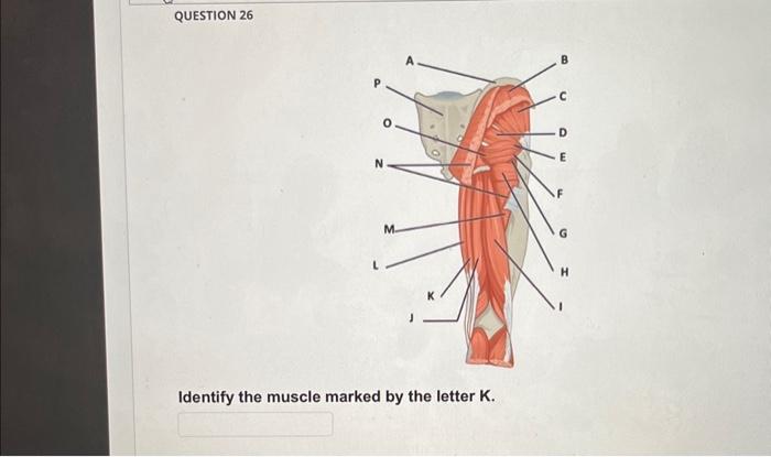 Solved Identify the muscle marked by the letter K. What | Chegg.com