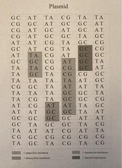 This activity is about modeling DNA. I'm