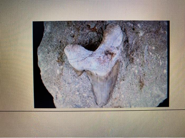 Solved Cenozoic Gastropod Olo0 Cenozoic Sand Dollar | Chegg.com