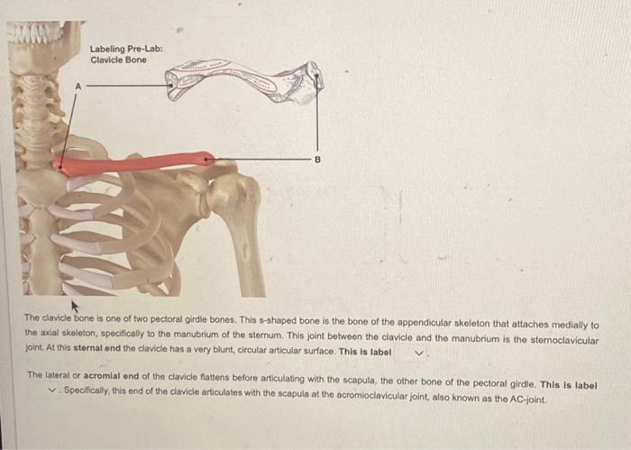 Solved The clavicle bone is one of two pectoral girdle