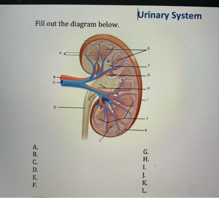 Solved Urinary System Fill out the diagram below. E A F с Н | Chegg.com