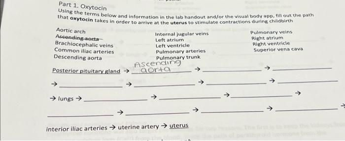 Solved Part 1. Oxytocin Using the terms below and | Chegg.com