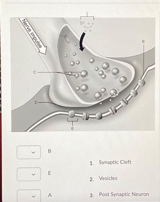 Solved Nerve impulse B 00 B > 1. Synaptic Cleft E 2. | Chegg.com