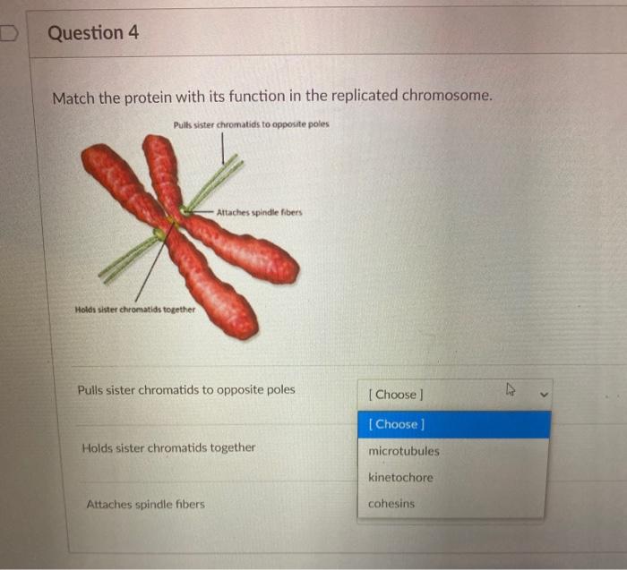 Solved D Question 4 Match the protein with its function in | Chegg.com