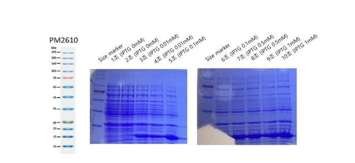 Solved I did an IPTG induction experiment and after doing 2X | Chegg.com