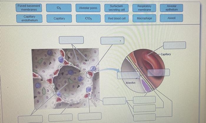 Solved Fused basement membranes Alveolar pores Surfactant- | Chegg.com