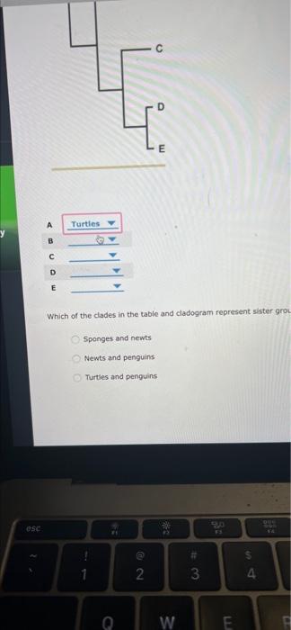 Solved Attempts Average 3 1. Phylogeny And Cladograms The Of | Chegg.com