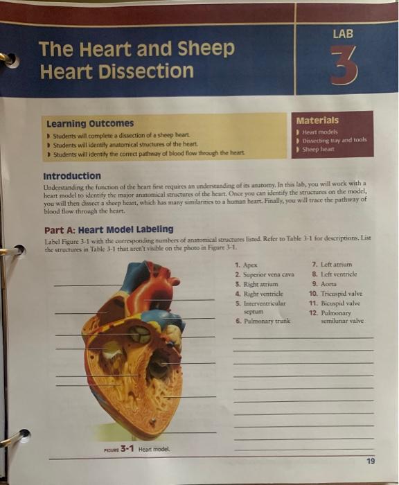 LAB The Heart and Sheep Heart Dissection 3 Learning Outcomes Students will complete a dissection of a sheep heart Students wi