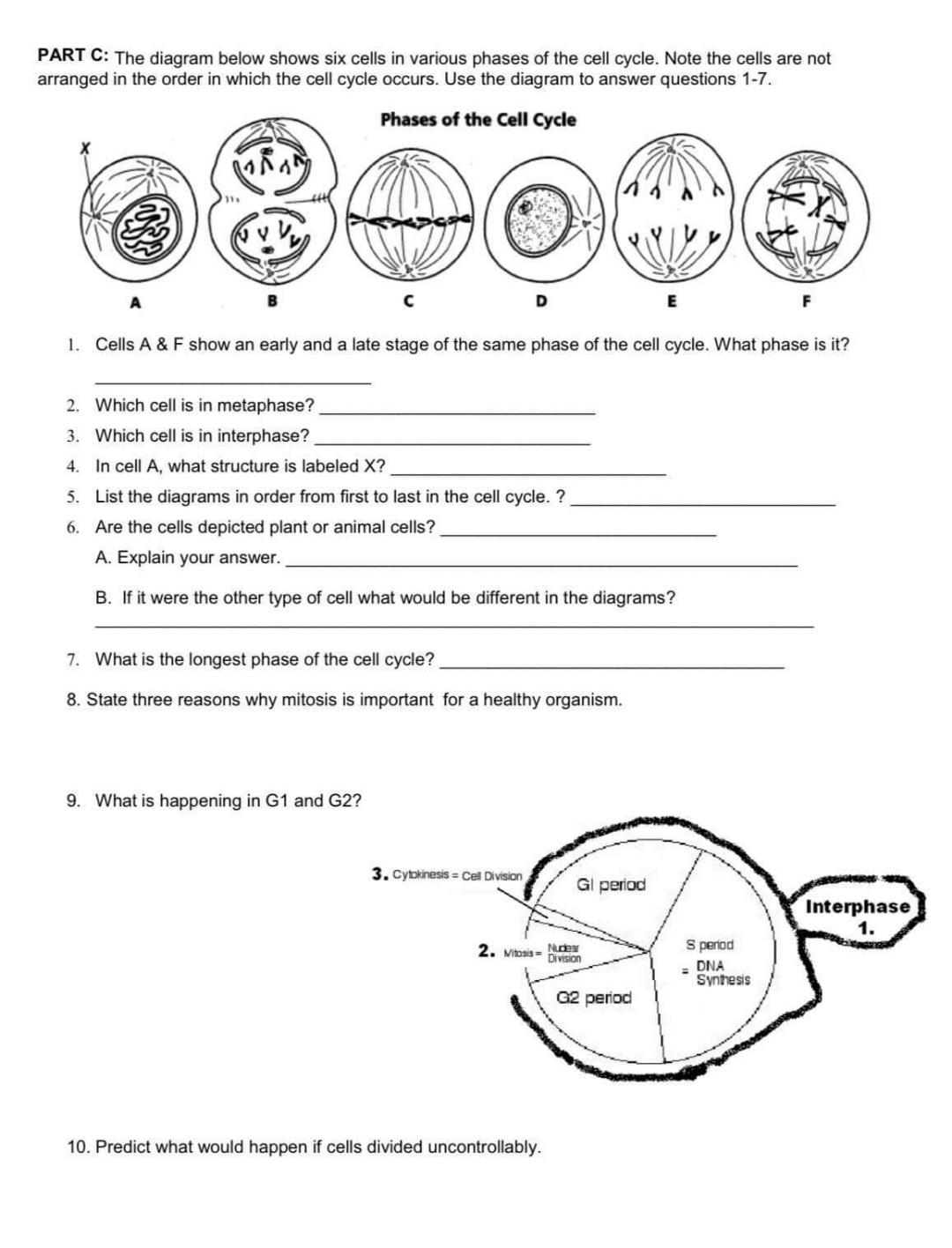 Solved CELL CYCLE WORKSHEET Name: PART A: MITOSIS Matching Throughout Cell Cycle Worksheet Answers