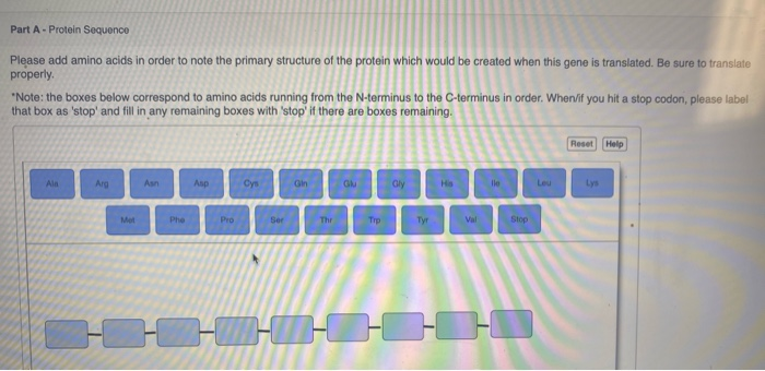 Solved Part A - Protein Sequence Please add amino acids in | Chegg.com