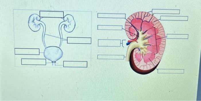 Solved Label the following diagrams. | Chegg.com