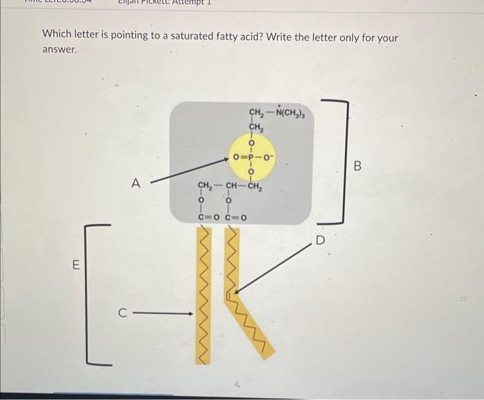Solved Which letter is pointing to a saturated fatty acid?