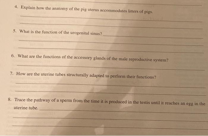 Solved 4. Explain how the anatomy of the pig uterus | Chegg.com