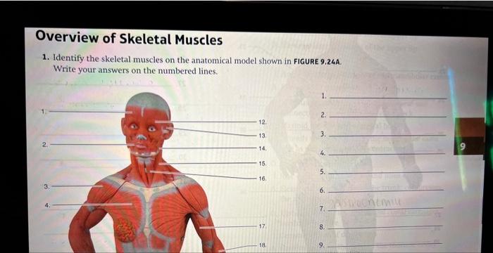 Overview of Skeletal Muscles
1. Identify the skeletal muscles on the anatomical model shown in FIGURE 9.24A.
Write your answe