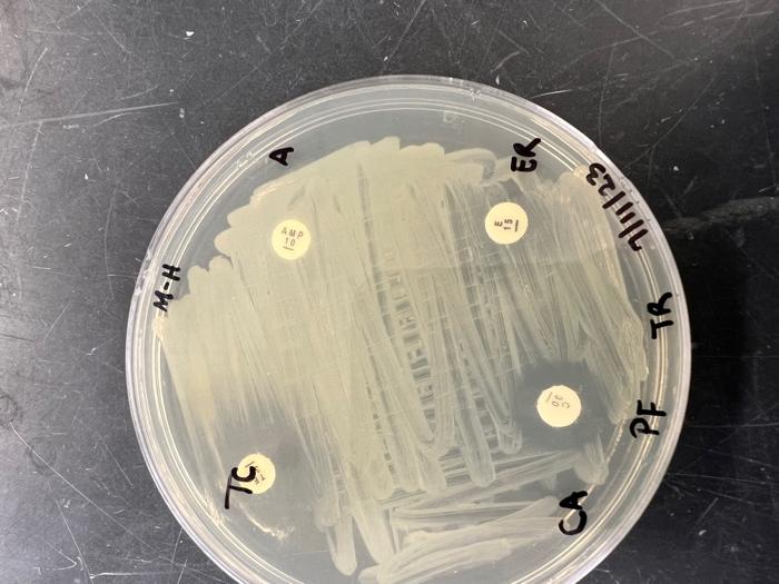 Solved PreLab 25 and 50 - Antimicrobial Drug Susceptibility | Chegg.com