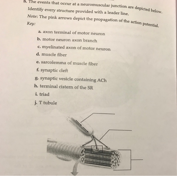 Solved 8. The events that occur at a neuromuscular junction | Chegg.com