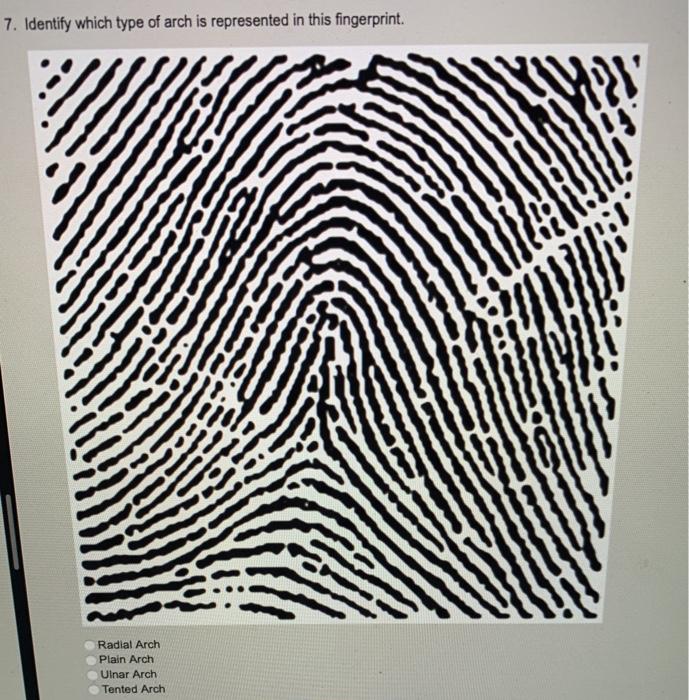 tented arch fingerprint