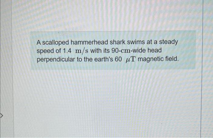 A scalloped hammerhead shark swims at a steady speed of \( 1.4 \mathrm{~m} / \mathrm{s} \) with its \( 90-\mathrm{cm} \)-wide