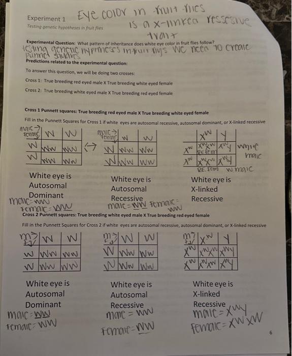 i need help doing this table its for a fruit fly lab.