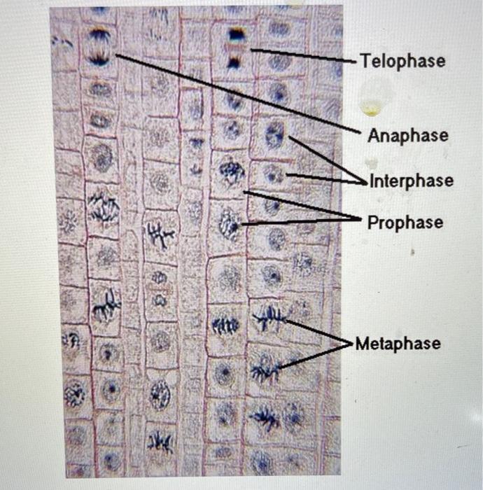 Solved G. Timing of the Cell Cycle The cell cycle takes | Chegg.com