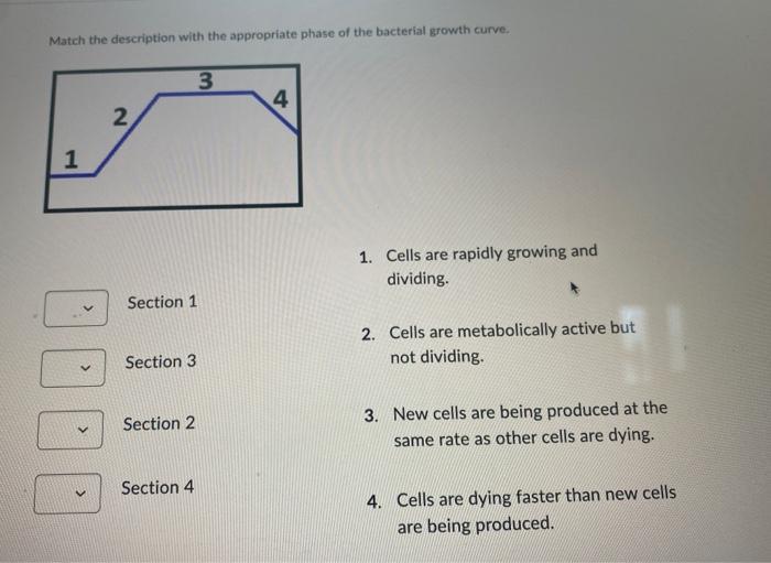 Solved Match the description with the appropriate phase of | Chegg.com