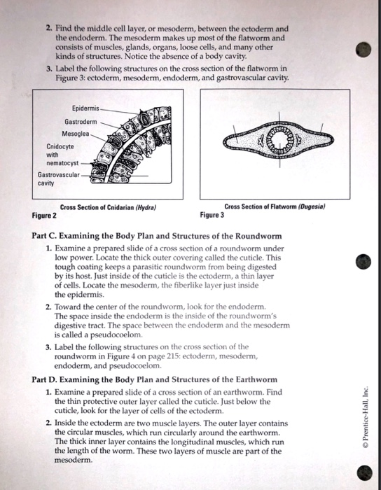 Date Name Class Chapter 29 Paring Invertebrates Chegg 