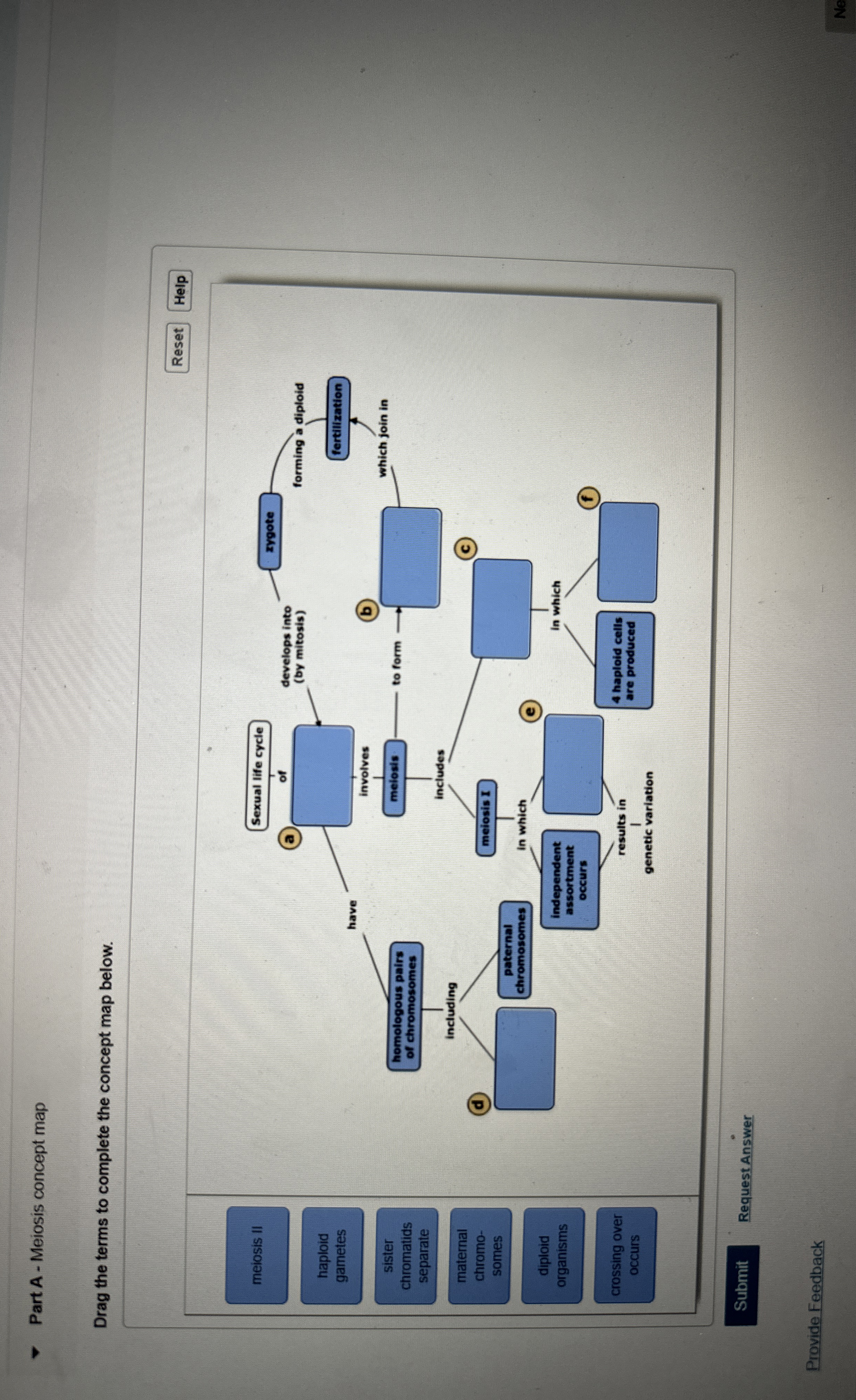 Solved Part A - ﻿Meiosis concept mapDrag the terms to | Chegg.com