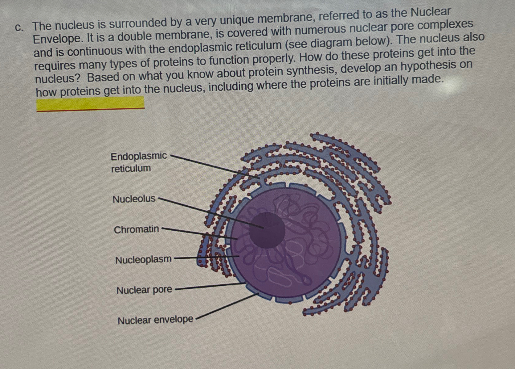 Solved c. ﻿The nucleus is surrounded by a very unique | Chegg.com