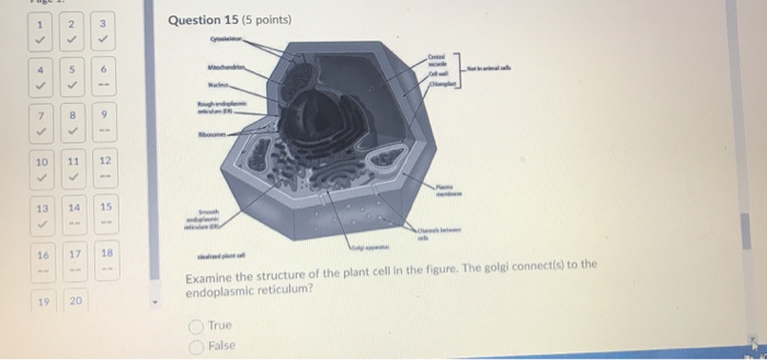 Solved Question 15 (5 points) Examine the structure of the | Chegg.com