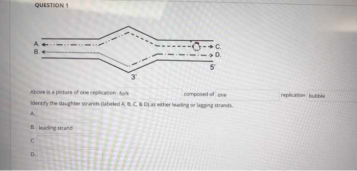 Solved QUESTION 1 A. B. . . ........... :- D Replication | Chegg.com