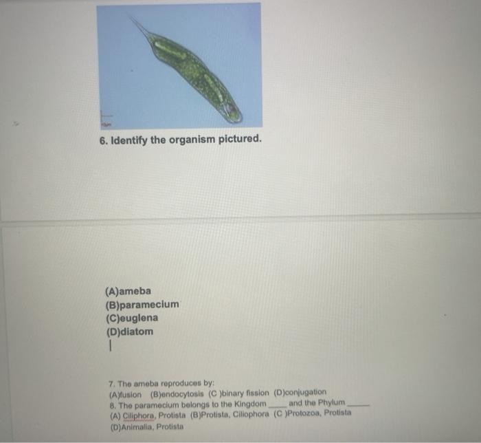 6. Identify the organism pictured. (A)ameba (B)paramecium (C)euglena (D)diatom 1 7. The ameba reproduces by: (Ayfusion (Bondo