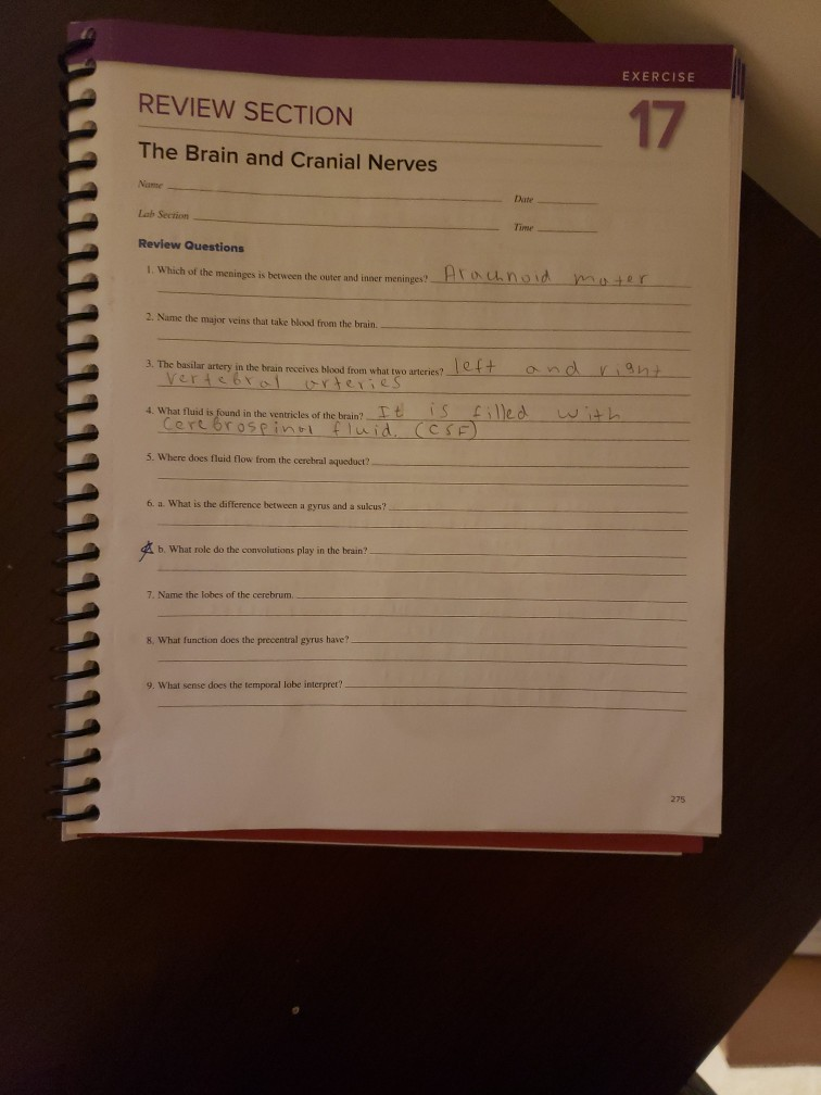 Solved EXERCISE REVIEW SECTION 17 The Brain and Cranial | Chegg.com