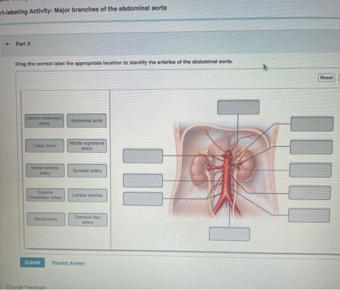 lumbar arteries from abdominal aorta