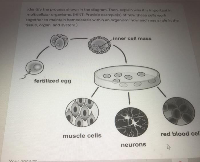 Solved Identify the process shown in the diagram. Then, | Chegg.com