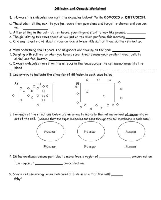 Solved Diffusion and Osmosis Worksheet 1. How are the