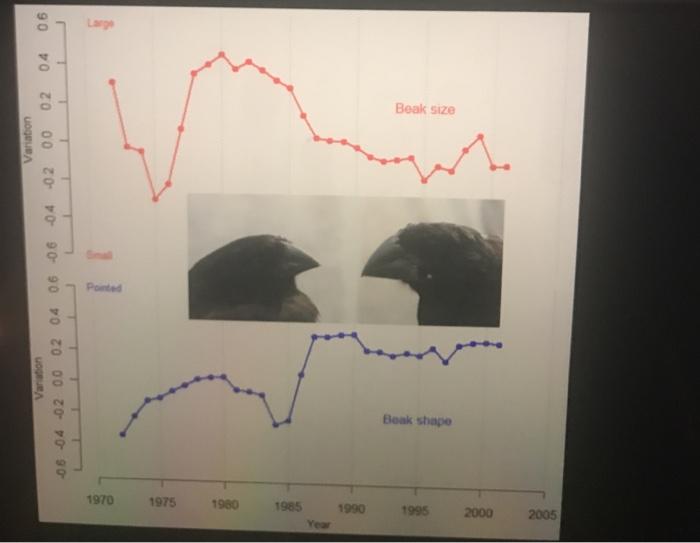 Solved 90 04 Beak size W 02 Variation -06-04-02 00 02 04 | Chegg.com