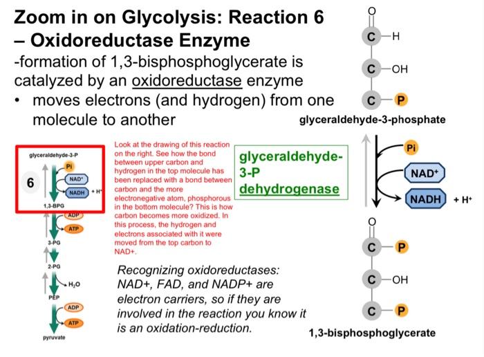 Solved Zoom In On Glycolysis: Reaction 6 Oxidoreductase 