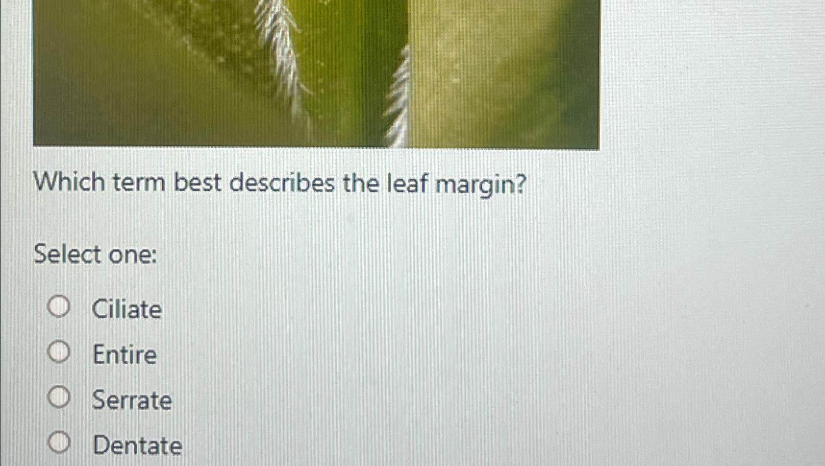 Solved Which Term Best Describes The Leaf Margin Select Chegg